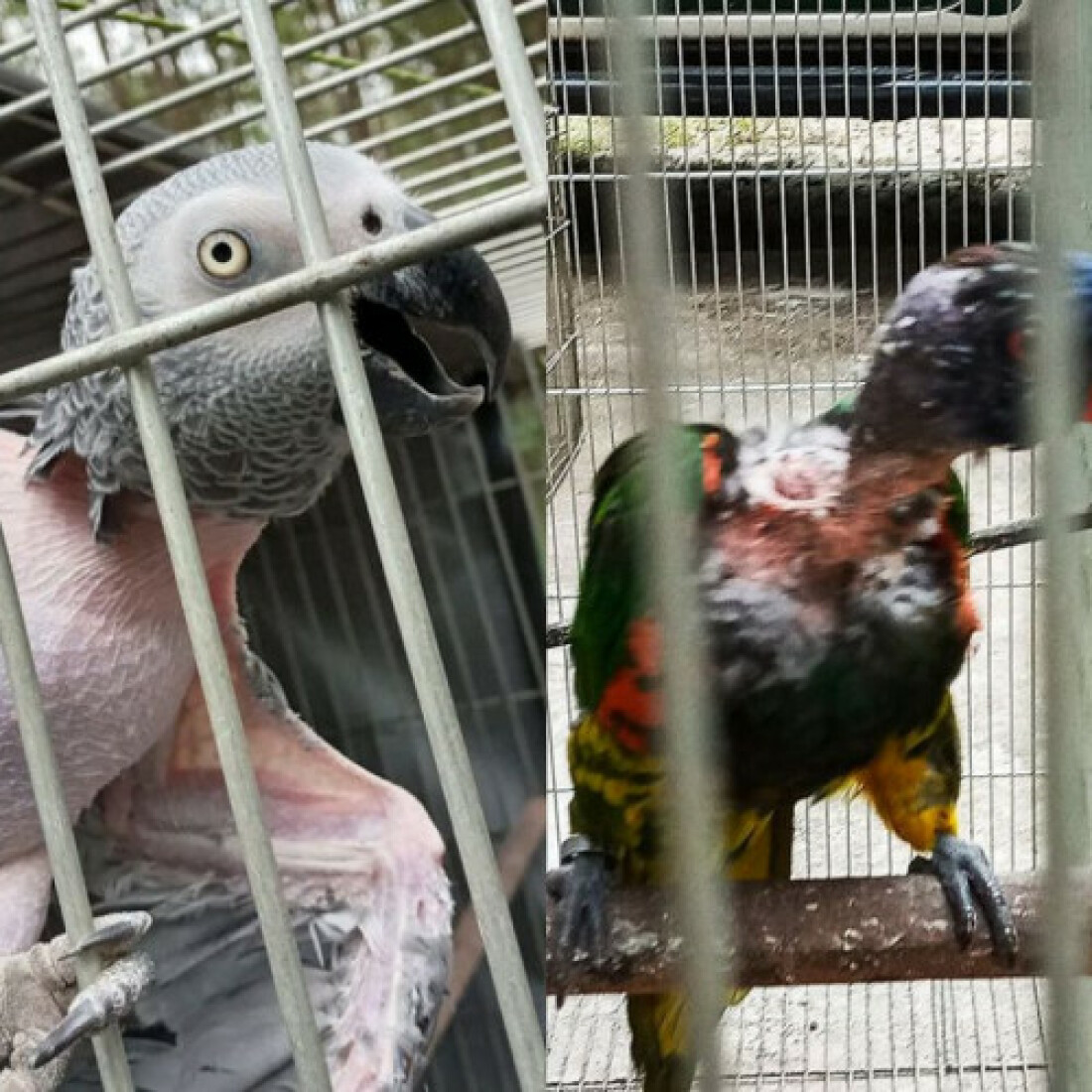 PF apreende animais silvestres que sofriam maus-tratos no Rio