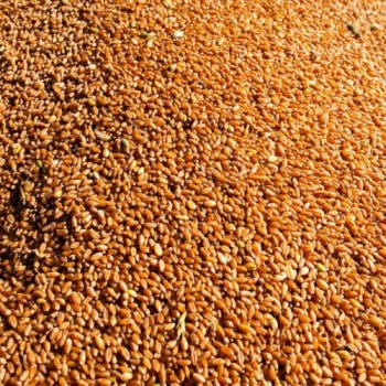 Conab: Brasil deve produzir 289,9 milhões de grãos no ciclo 2021/2022