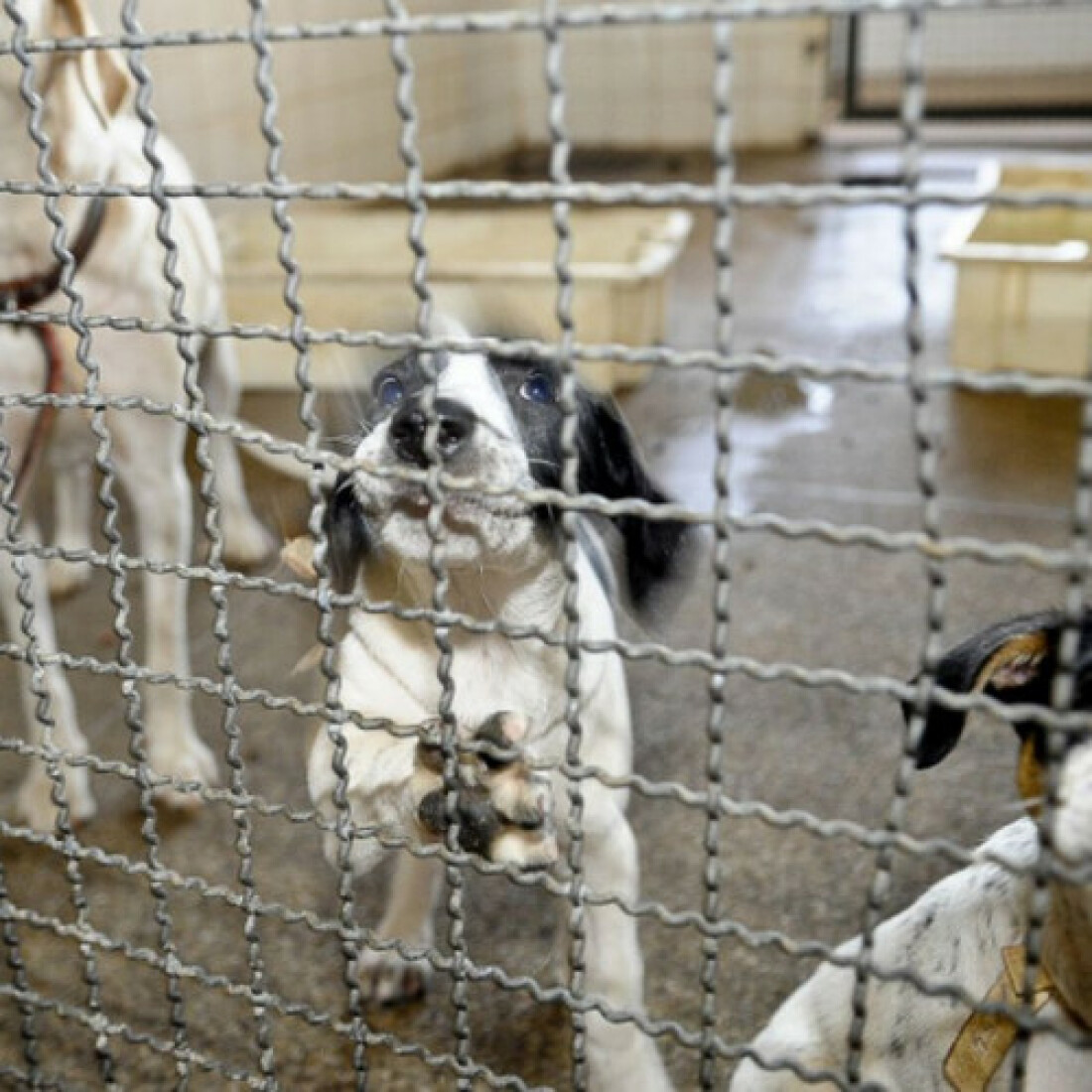 Animais são resgatados em feira clandestina em São Paulo
