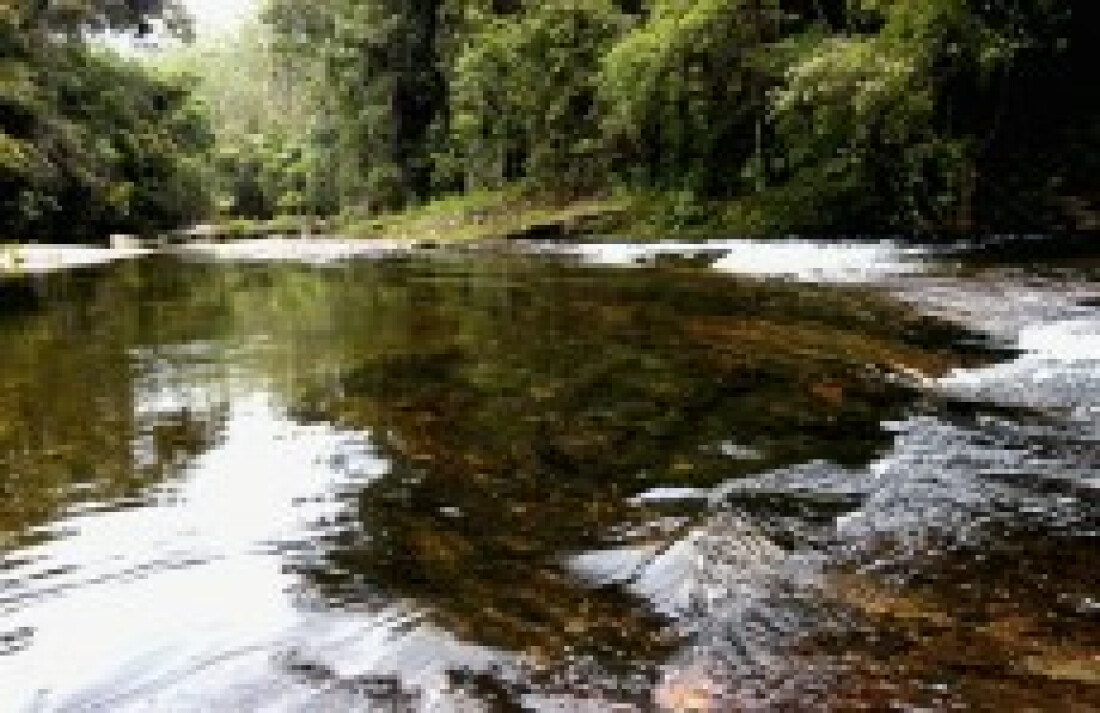 Ecofuturo e Estado se unem para incentivar preservação