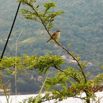 COP26: RJ promete cobertura de Mata Atlântica em 40% do estado em 2050