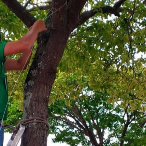 Ação conjunta realiza fixação de orquídeas em árvores