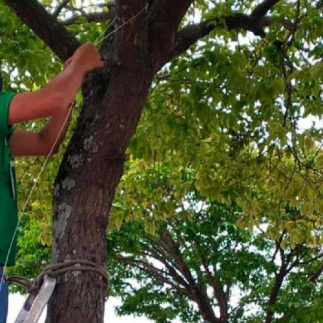 Ação conjunta realiza fixação de orquídeas em árvores
