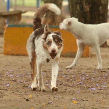 Experiência de vida muda comunicação entre cães e humanos, diz estudo