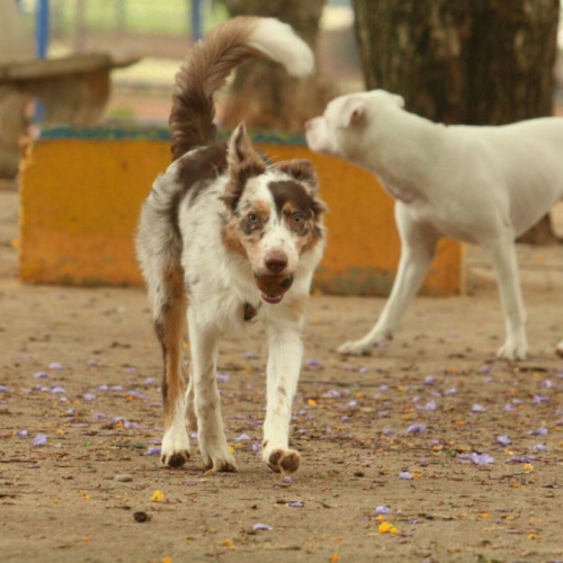Experiência de vida muda comunicação entre cães e humanos, diz estudo