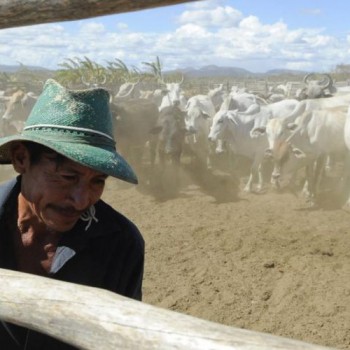 Brasil inicia 2ª etapa da campanha de vacinação contra febre aftosa