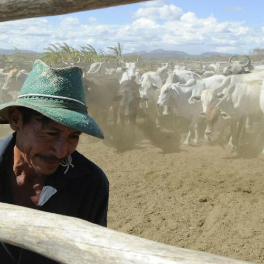 Brasil inicia 2ª etapa da campanha de vacinação contra febre aftosa
