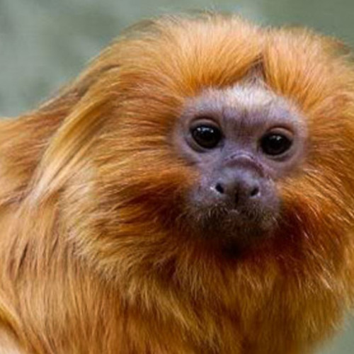 PF faz operação para coibir venda ilegal de animais silvestres em SP