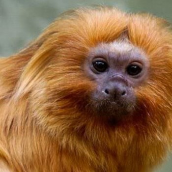 PF faz operação para coibir venda ilegal de animais silvestres em SP