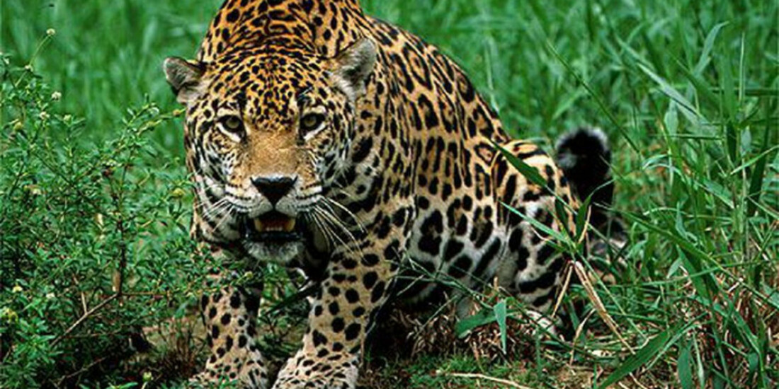 Identificado suspeito de caçar e decapitar onças no Mato Grosso