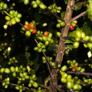 CMN remaneja R$ 1,3 bi para cafezais afetados por geadas