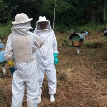 Cadeia produtiva do mel ganha força no Alto Tietê