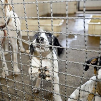 Bolsonaro sanciona lei que proíbe eutanásia de cães e gatos de rua