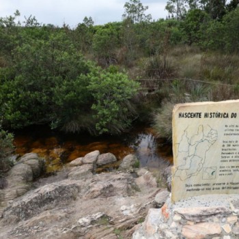 Caixa ajudará a plantar 600 mil árvores em dois estados