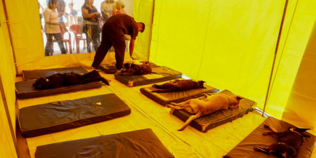 1ª Virada da Castração atenderá cães e gatos