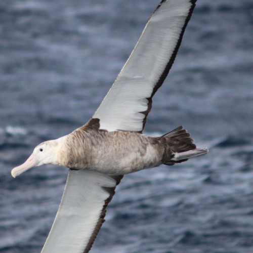 Albatroz-gigante está presente durante todo o ano em mares brasileiros