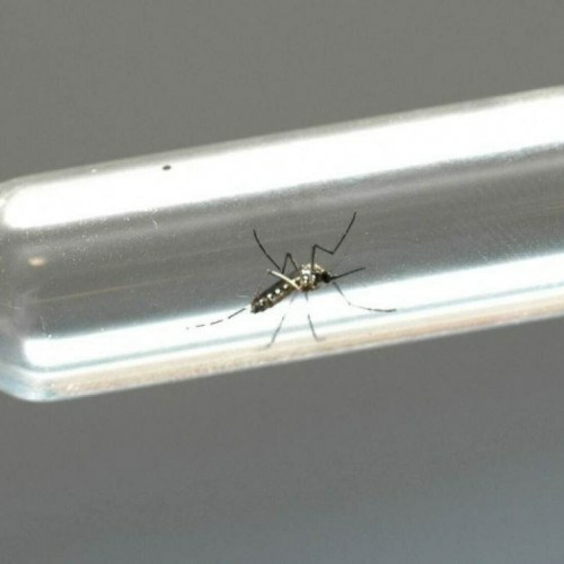Chegada das chuvas acende sinal de alerta contra dengue