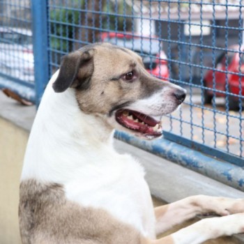 Capital de SP tem 30 dias para criar projeto de acolhimento de animais