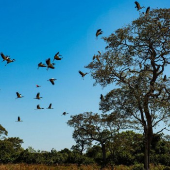 Seca histórica no Pantanal provoca maior vazante em 121 anos