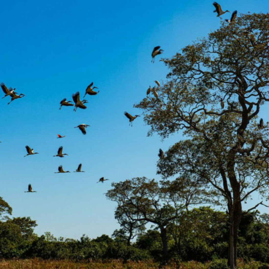 Seca histórica no Pantanal provoca maior vazante em 121 anos