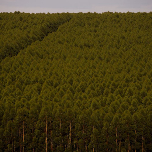Florestas plantadas no Brasil somam 9,3 milhões de hectares em 2020