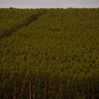 Florestas plantadas no Brasil somam 9,3 milhões de hectares em 2020