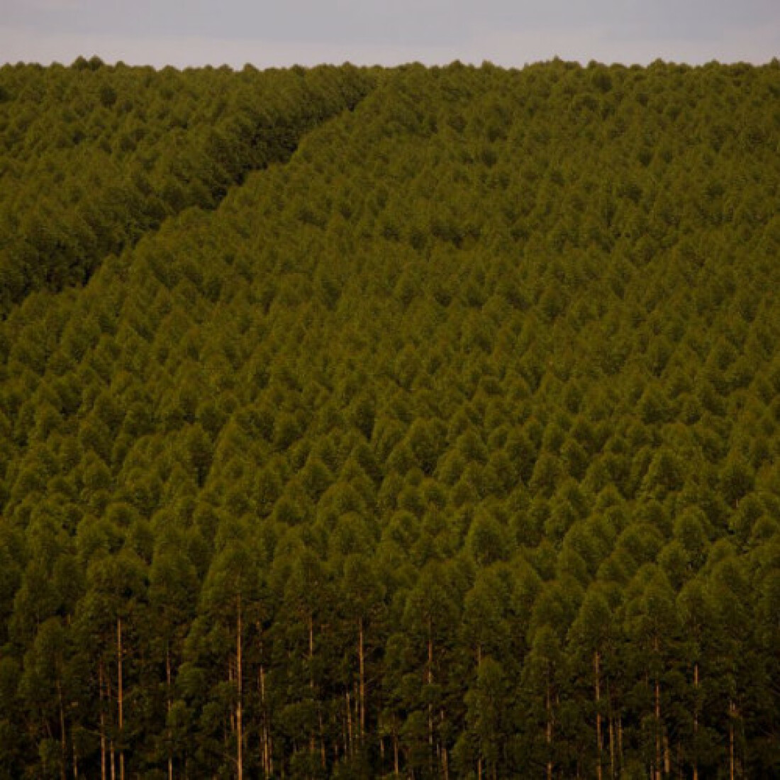 Florestas plantadas no Brasil somam 9,3 milhões de hectares em 2020