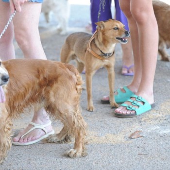 Hoje é Dia: semana tem Dia dos Animais, do Atletismo e da Cidadania