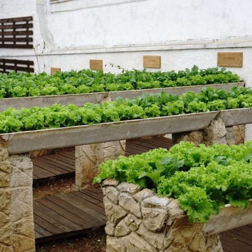 Centro de Convivência do Idoso retoma projeto de horta suspensa
