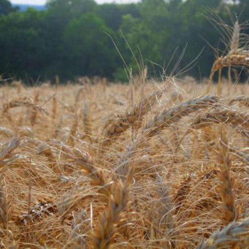 Termina hoje prazo para declarar imposto sobre propriedade rural