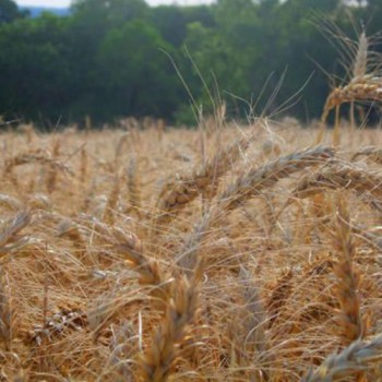 Termina hoje prazo para declarar imposto sobre propriedade rural