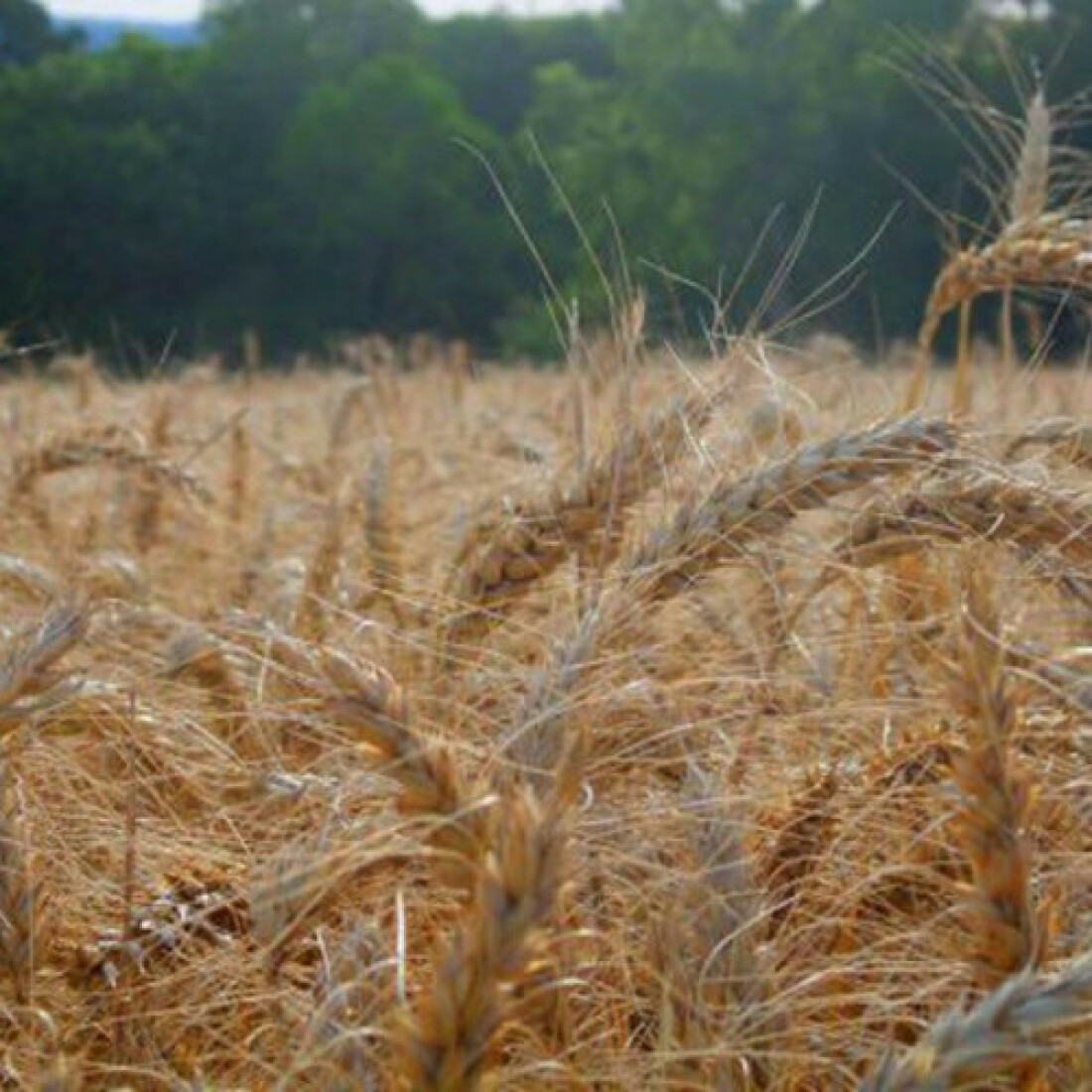 Termina hoje prazo para declarar imposto sobre propriedade rural