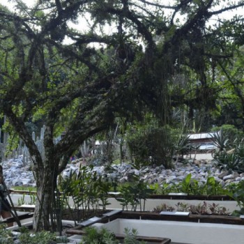 Jardim Botânico do Rio terá visita noturna a partir de outubro
