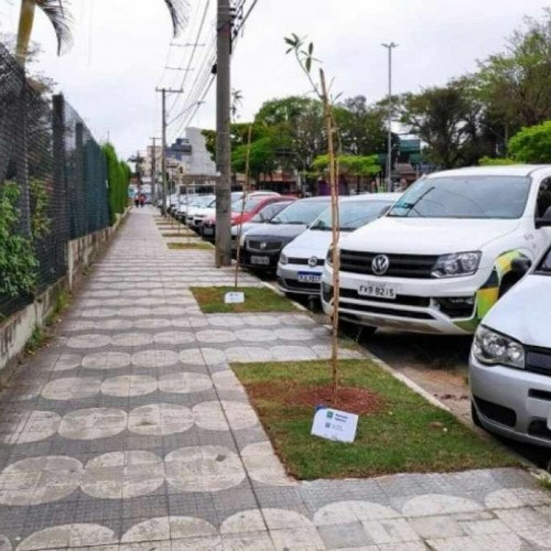 UMC e Secretaria do Verde promovem plantio de mudas