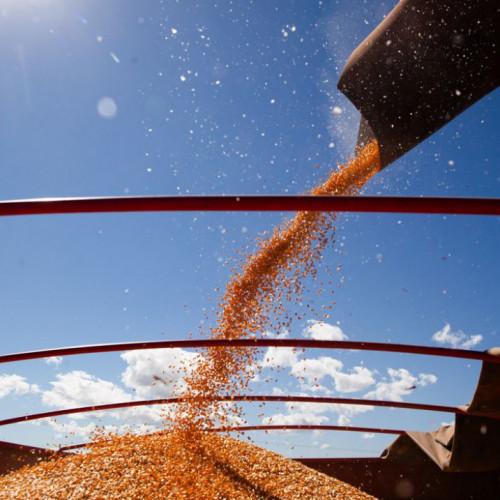 IBGE: estimativa de safra cai pelo quinto mês seguido