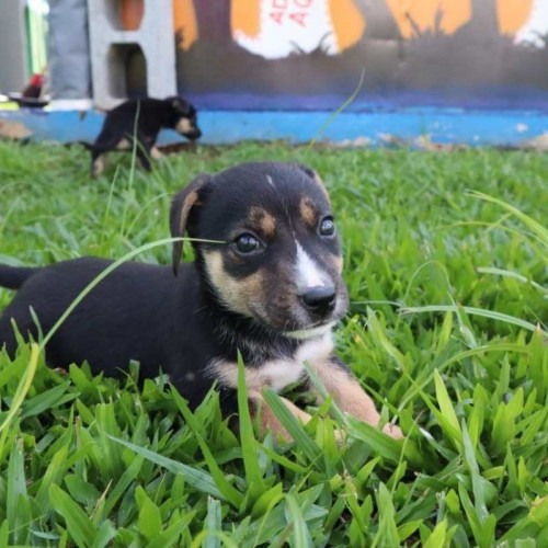 'Baby, Me Leva!' tem 150 animais para adoção