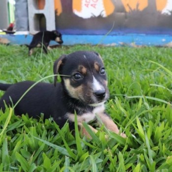 'Baby, Me Leva!' tem 150 animais para adoção