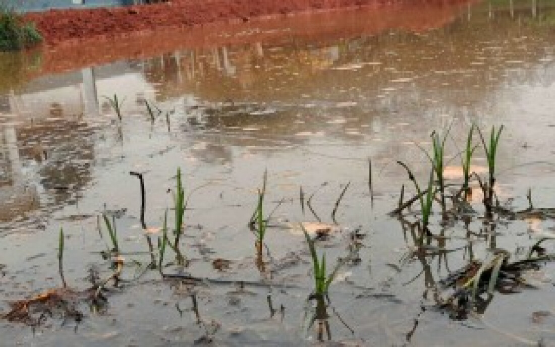 Prefeitura descobre crime ambiental e embarga área