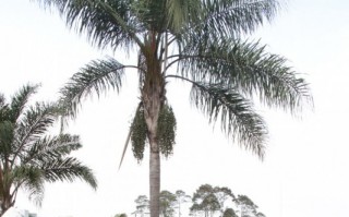 Parques terão câmeras para monitoramento