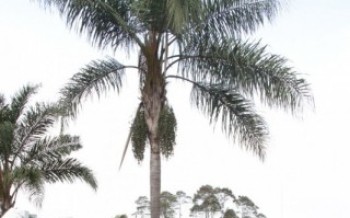 Parques terão câmeras para monitoramento