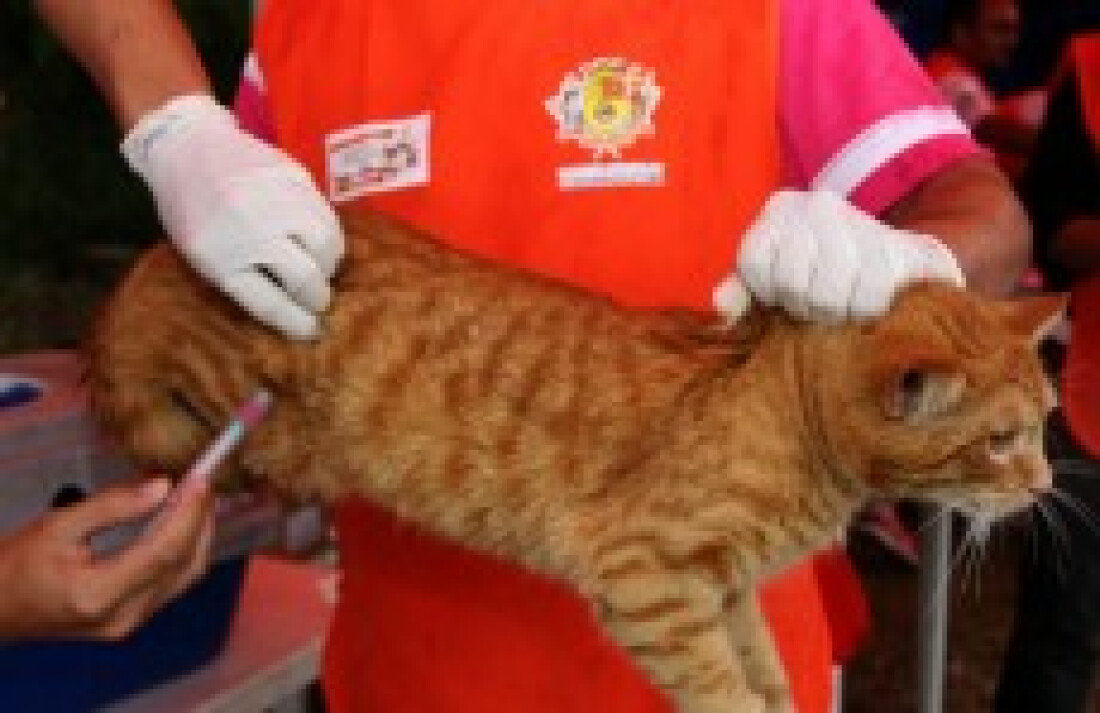 Campanha imuniza mais de 9 mil animais contra a raiva em Itaquá