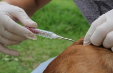 Feira de adoção de cães e gatos ocorre hoje no CCZ