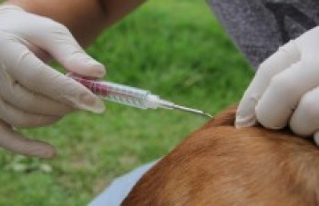 Feira de adoção de cães e gatos ocorre hoje no CCZ