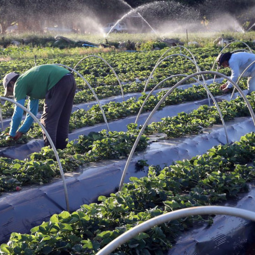 Senado aprova auxílio para agricultores familiares