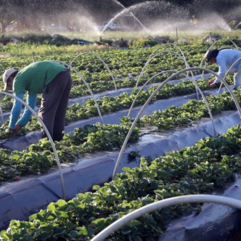 Senado aprova auxílio para agricultores familiares