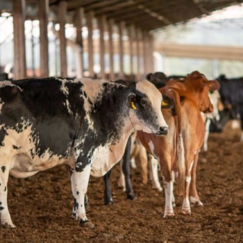 PRF lança Sinal Agro para registro de roubo e furto de animais