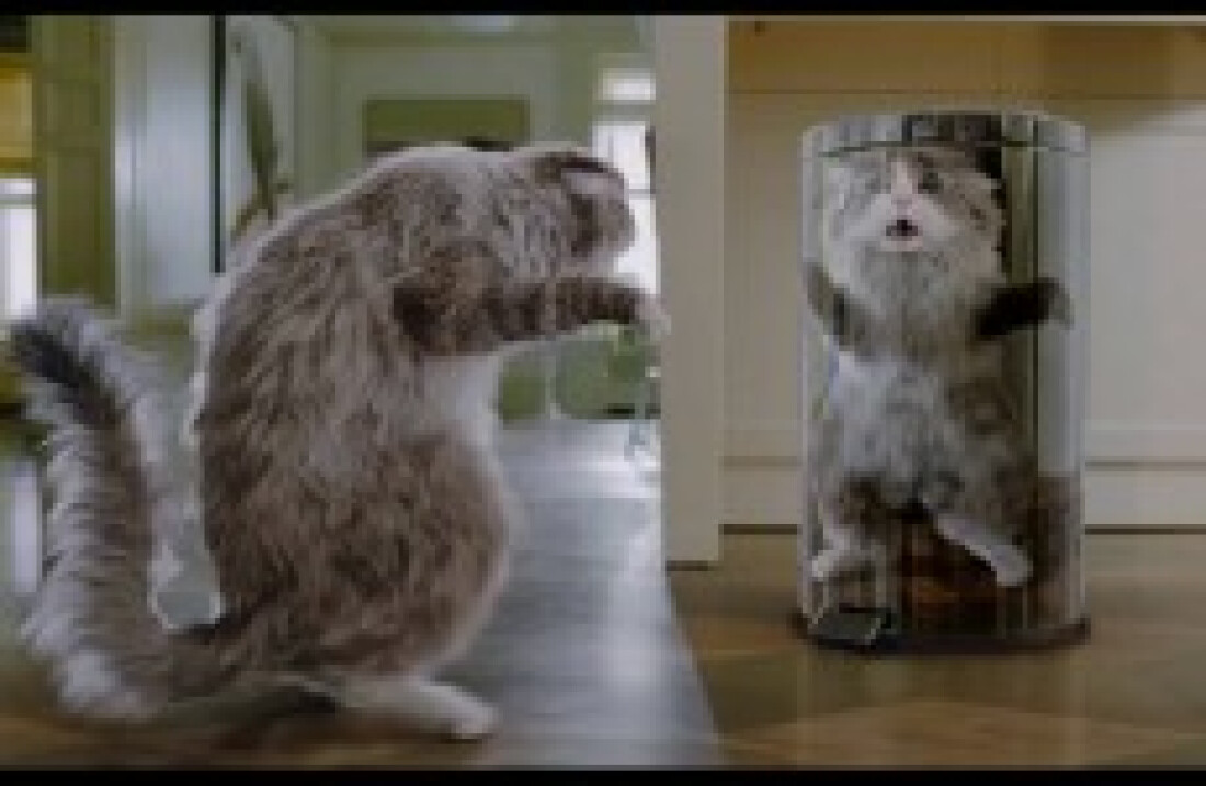 "Virei um Gato"
