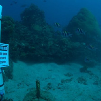 Bioacústica é usada para conservar biodiversidade em ilhas oceânicas