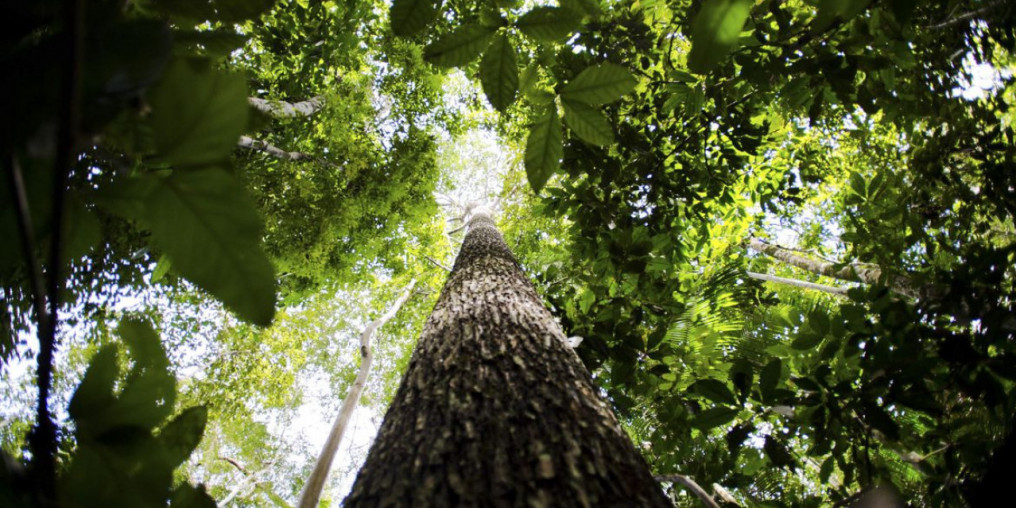 Ação na Paulista pede apoio para aprovação de leis pelo meio ambiente