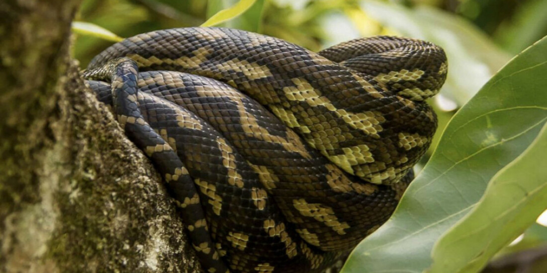 Faltam biólogos em instituições de resgate animal, diz especialista